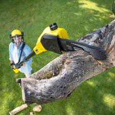 Best Lawn Disease Treatment  in North River Shores, FL