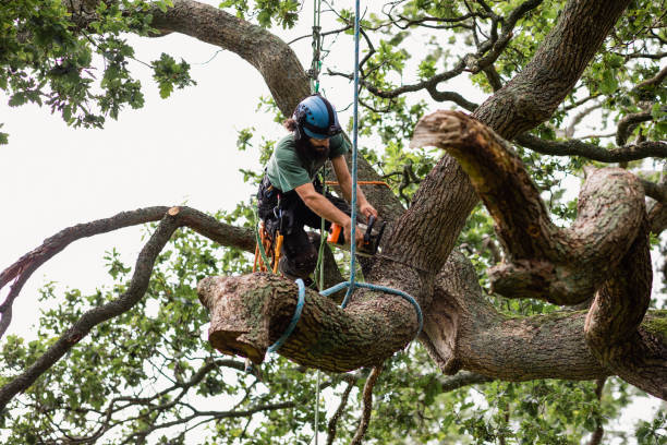 Best Storm Damage Tree Cleanup  in North River Shores, FL