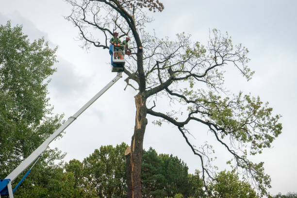 Best Tree Maintenance Programs  in North River Shores, FL