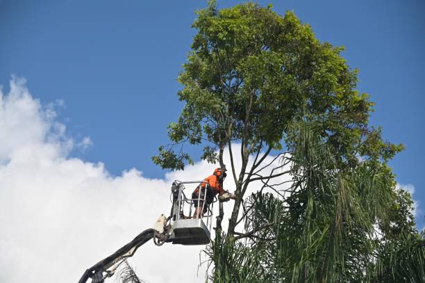 Best Tree Trimming and Pruning  in North River Shores, FL